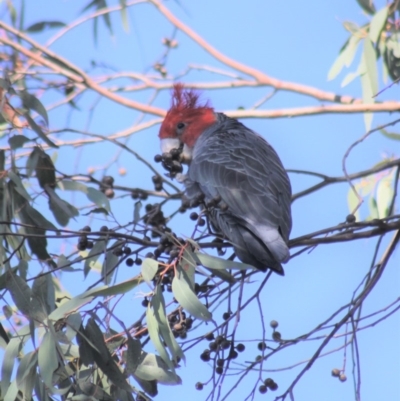 Callocephalon fimbriatum (Gang-gang Cockatoo) at Gundaroo, NSW - 20 Apr 2019 by Gunyijan