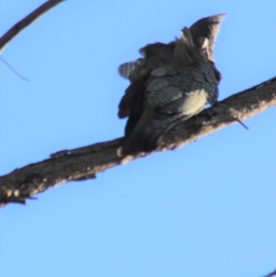 Callocephalon fimbriatum (Gang-gang Cockatoo) at Gundaroo, NSW - 19 Apr 2019 by Gunyijan