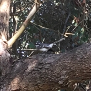 Rhipidura albiscapa at Wolumla, NSW - 16 May 2019 12:11 PM