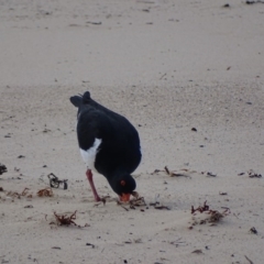 Haematopus longirostris (Australian Pied Oystercatcher) at Eden, NSW - 31 May 2019 by MickBettanin