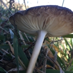 Oudemansiella gigaspora group at Deakin, ACT - 31 May 2019