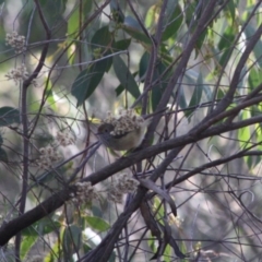 Acanthiza pusilla (Brown Thornbill) at Deakin, ACT - 31 May 2019 by LisaH