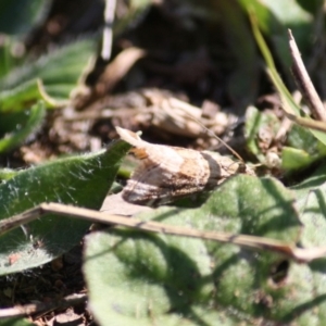 Hellula hydralis at Hughes, ACT - 31 May 2019 02:32 PM