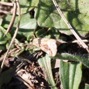 Hellula hydralis at Hughes, ACT - 31 May 2019 02:32 PM