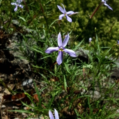 Isotoma axillaris (Australian Harebell, Showy Isotome) at Woodlands, NSW - 9 Dec 2018 by AliciaKaylock