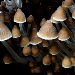 Mycena subgalericulata at Box Cutting Rainforest Walk - 27 May 2019 by Teresa