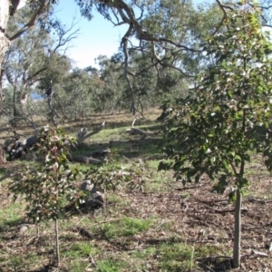 Brachychiton populneus subsp. populneus at Molonglo River Reserve - 30 May 2019