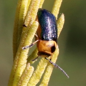 Aporocera (Aporocera) consors at Ainslie, ACT - 31 May 2019 01:46 PM