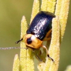 Aporocera (Aporocera) consors at Ainslie, ACT - 31 May 2019 01:46 PM