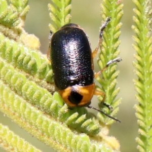 Aporocera (Aporocera) consors at Ainslie, ACT - 31 May 2019