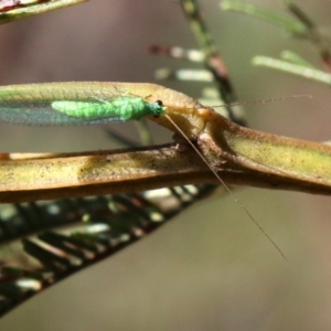 Mallada sp. (genus) at Majura, ACT - 31 May 2019 01:33 PM