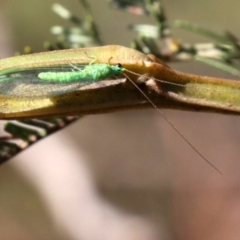 Mallada sp. (genus) at Majura, ACT - 31 May 2019 01:33 PM