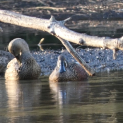Spatula rhynchotis (Australasian Shoveler) at Bawley Point, NSW - 30 May 2019 by Marg
