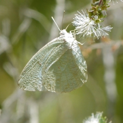 Catopsilia pyranthe (White migrant) at Jervis Bay, JBT - 30 Apr 2015 by christinemrigg