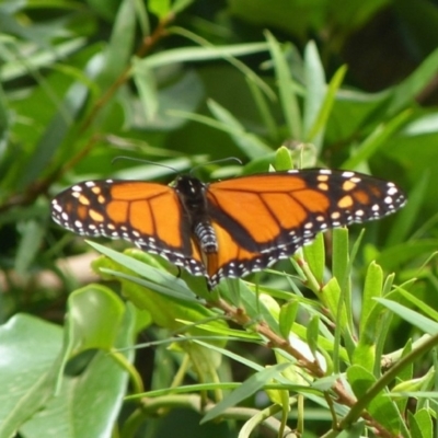 Danaus plexippus (Monarch) at Jervis Bay, JBT - 23 Feb 2019 by christinemrigg