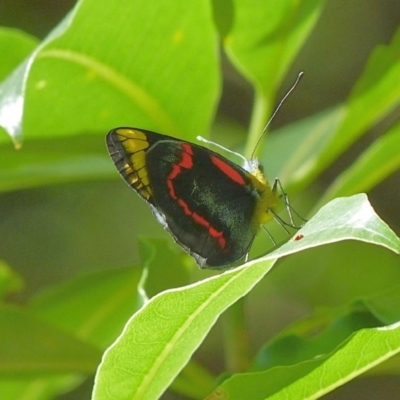 Delias nigrina (Black Jezebel) at Jervis Bay, JBT - 18 Mar 2016 by christinemrigg