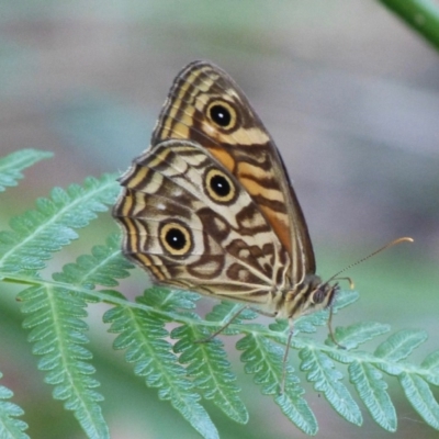 Geitoneura acantha (Ringed Xenica) at Sanctuary Point, NSW - 30 Apr 2015 by christinemrigg