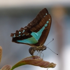 Graphium choredon (Blue Triangle) at Sanctuary Point, NSW - 31 Dec 2014 by christinemrigg