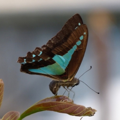 Graphium choredon (Blue Triangle) at Sanctuary Point, NSW - 31 Dec 2014 by christinemrigg