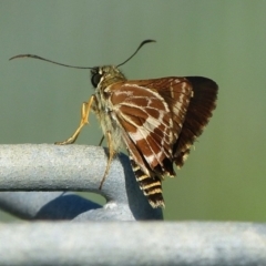 Hesperilla picta (Painted Skipper) at Woollamia, NSW - 27 Feb 2016 by christinemrigg