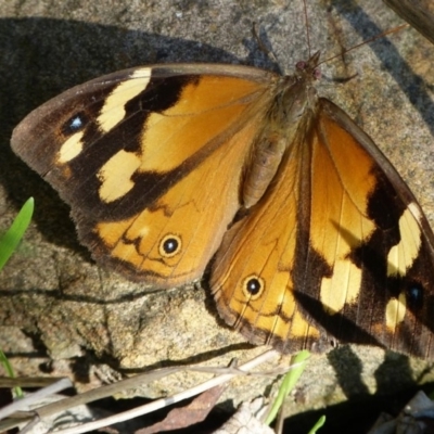 Heteronympha merope (Common Brown Butterfly) at Woollamia, NSW - 30 Apr 2015 by christinemrigg