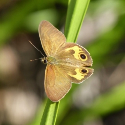 Hypocysta metirius (Brown Ringlet) at Woollamia, NSW - 7 Nov 2013 by christinemrigg