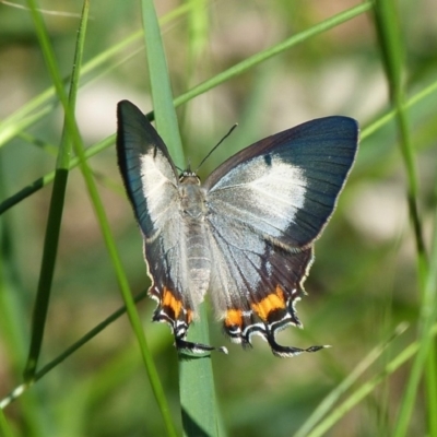 Jalmenus evagoras (Imperial Hairstreak) at Sanctuary Point, NSW - 2 Feb 2016 by christinemrigg