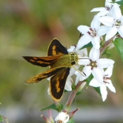 Ocybadistes flavovittata (Narrow-brand grass-dart) at Sanctuary Point, NSW - 7 Nov 2013 by christinemrigg