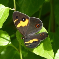 Tisiphone abeona (Varied Sword-grass Brown) at Jervis Bay, JBT - 30 Apr 2015 by christinemrigg