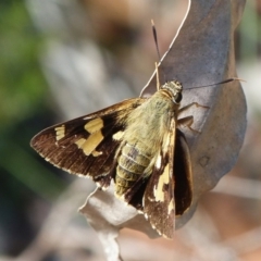 Trapezites symmomus (Splendid Ochre) at Jervis Bay, JBT - 21 Apr 2019 by christinemrigg