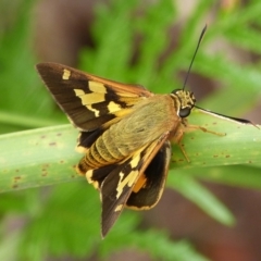 Trapezites symmomus (Splendid Ochre) at Jervis Bay, JBT - 30 Apr 2015 by christinemrigg