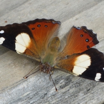 Vanessa itea (Yellow Admiral) at Sanctuary Point, NSW - 29 Jan 2016 by christinemrigg