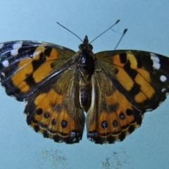 Vanessa kershawi (Australian Painted Lady) at Jervis Bay, JBT - 22 Dec 2016 by christinemrigg