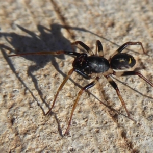 Pentasteron sp. (genus) at Coombs, ACT - 31 May 2019