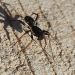 Pentasteron sp. (genus) at Coombs, ACT - 31 May 2019