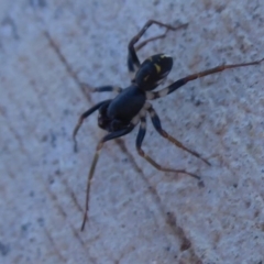 Pentasteron sp. (genus) at Coombs, ACT - 31 May 2019