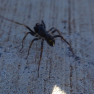 Pentasteron sp. (genus) at Coombs, ACT - 31 May 2019