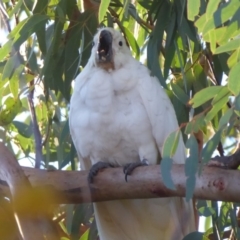 Cacatua galerita at Flynn, ACT - 31 May 2019 04:34 PM