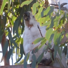 Cacatua galerita at Flynn, ACT - 31 May 2019 04:34 PM