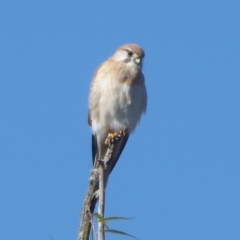 Falco cenchroides (Nankeen Kestrel) at Molonglo River Reserve - 31 May 2019 by Christine