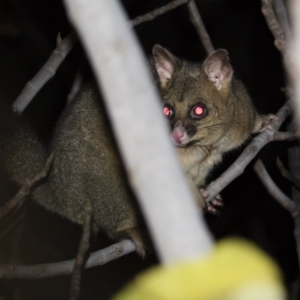 Trichosurus vulpecula at Michelago, NSW - 29 May 2019