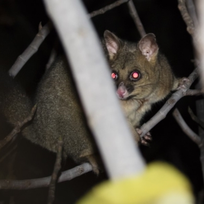 Trichosurus vulpecula (Common Brushtail Possum) at Michelago, NSW - 29 May 2019 by Illilanga