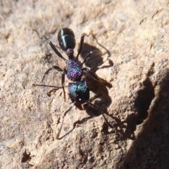 Rhytidoponera metallica at Molonglo River Reserve - 31 May 2019 01:09 PM