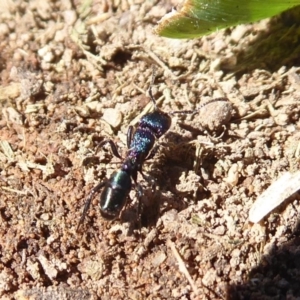 Rhytidoponera metallica at Molonglo River Reserve - 31 May 2019 01:09 PM