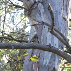 Acanthiza lineata at Deakin, ACT - 31 May 2019 11:30 AM