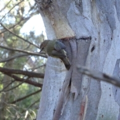 Acanthiza lineata at Deakin, ACT - 31 May 2019 11:30 AM