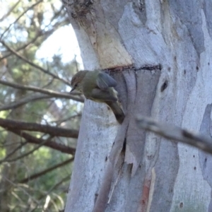 Acanthiza lineata at Deakin, ACT - 31 May 2019