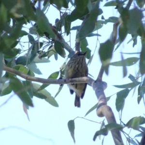 Acanthiza lineata at Deakin, ACT - 31 May 2019 11:30 AM