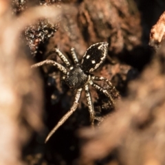 Tharpyna campestrata (Country Crab Spider) at Michelago, NSW - 10 Sep 2018 by Illilanga