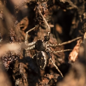 Tharpyna campestrata at Michelago, NSW - 10 Sep 2018 04:57 PM